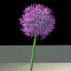 Allium giganteum