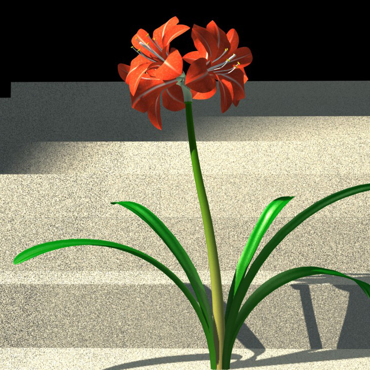 Amaryllis belladonna