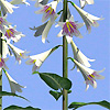 Cardiocrinum giganteum