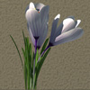 Crocus pickwick