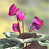 Cyclamen persicum