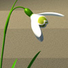 Galanthus nivalis