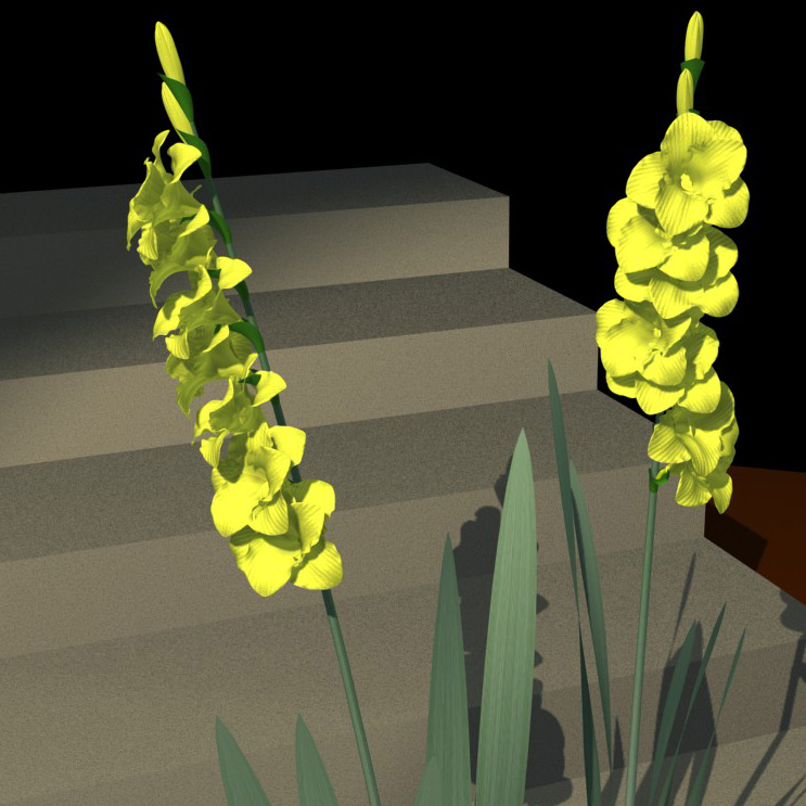 gladiolus flower gladiolus flower