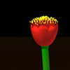 Haemanthus coccineus