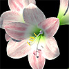 Hippeastrum hybrida