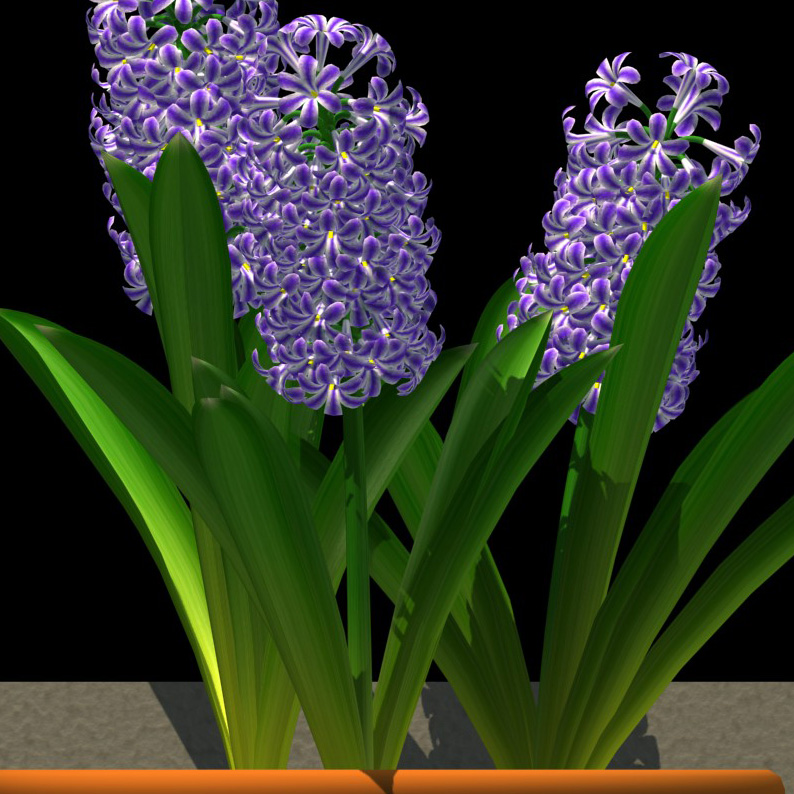 Hyacinthus orientalis