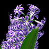 Hyacinthus orientalis