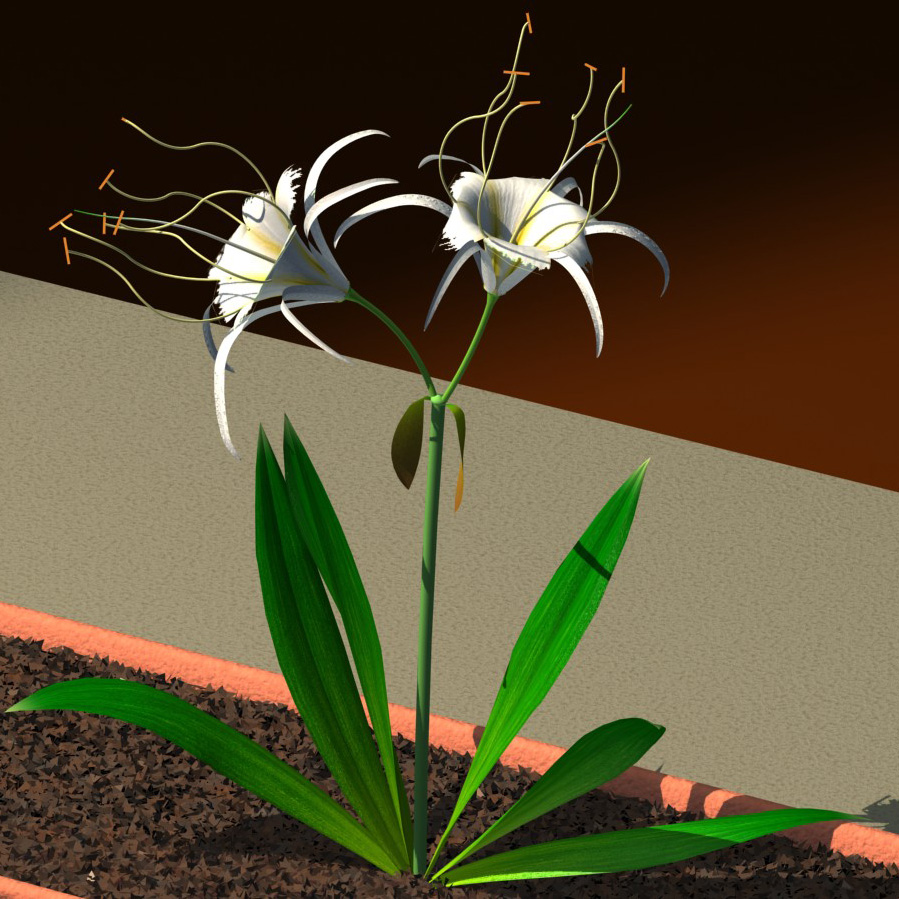 Hymenocallis festalis
