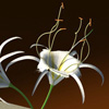 Hymenocallis festalis