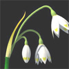 Leucojum vernum