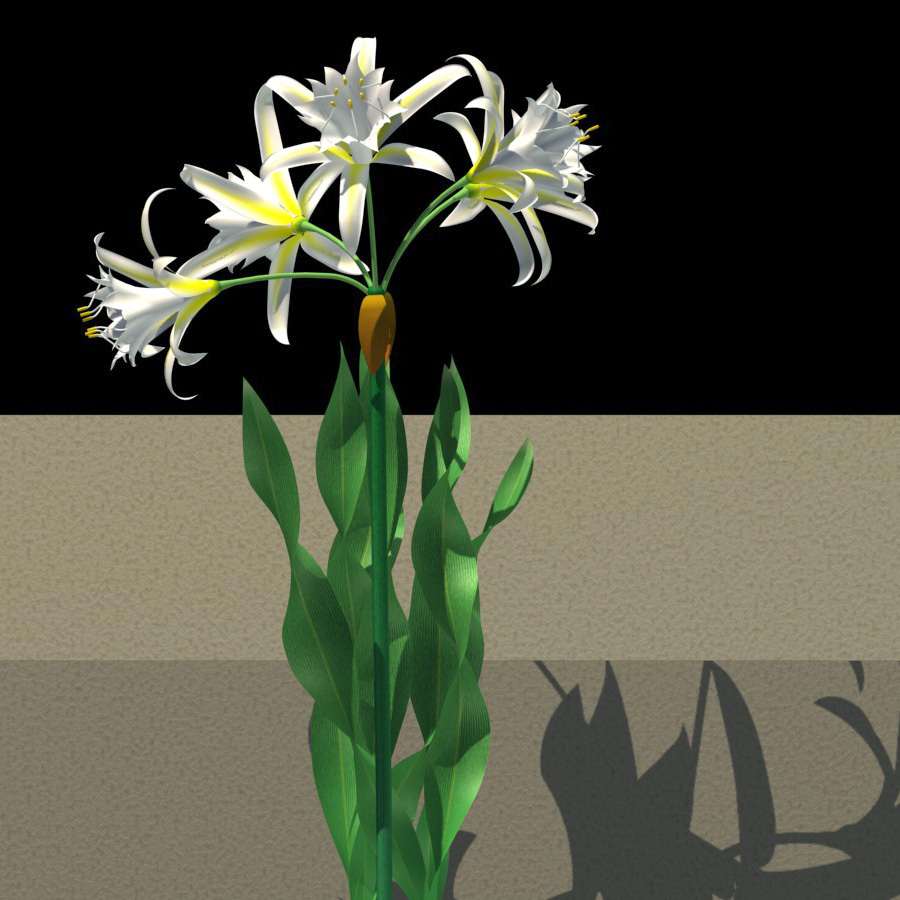 Pancratium maritimum