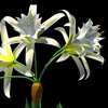 Pancratium maritimum