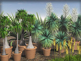 Cycads