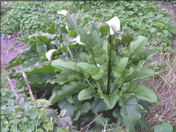 Zantedeschia in a field