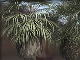 Palms