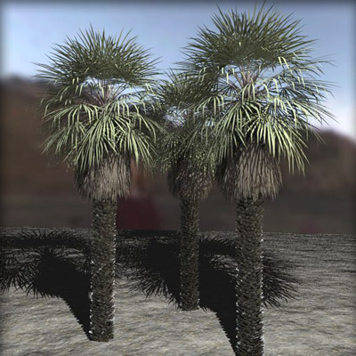 Palms
