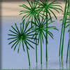 Cyperus alt.