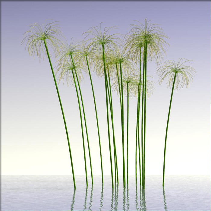 Cyperus papyrus