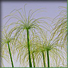 Cyperus pap.