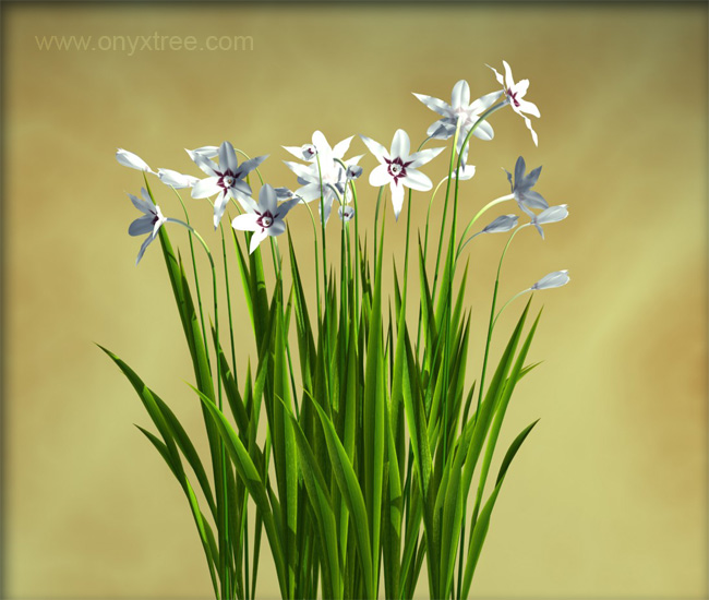 Acidanthera murielae