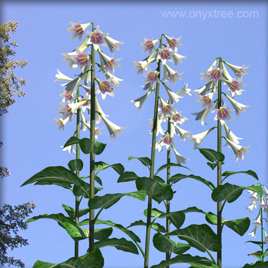 Cardiocrinum giganteum