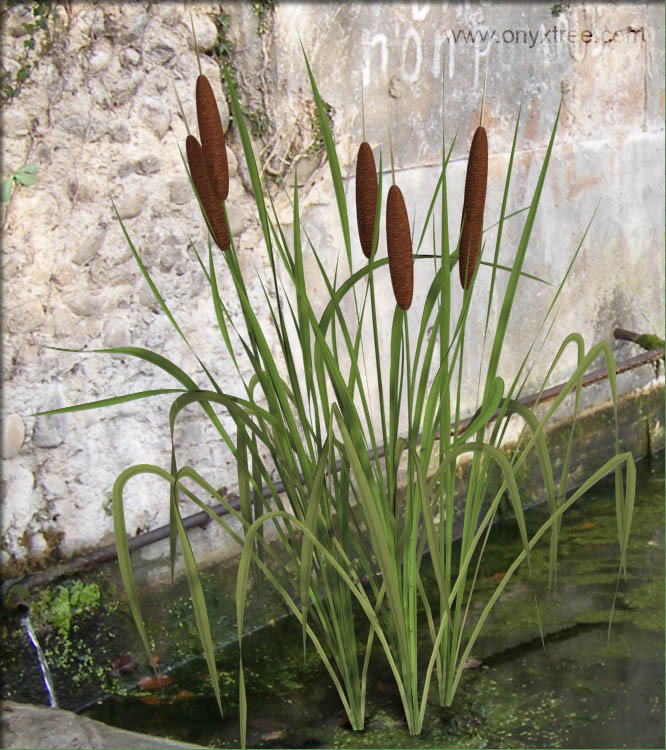 Thypha in water garden