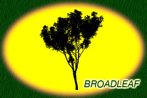 Broadleaf Nursery