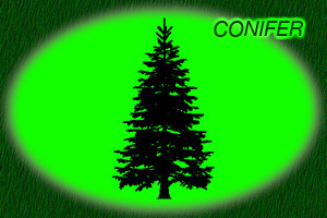 Conifer Nursery